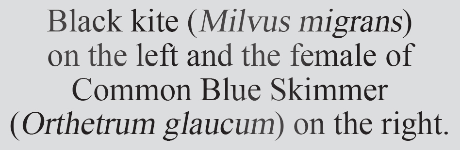 Text