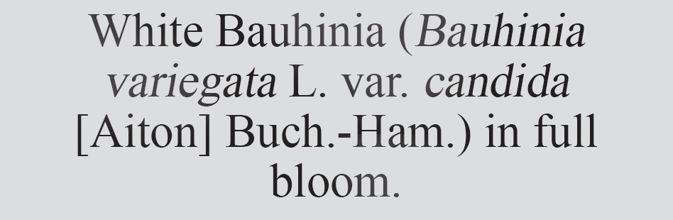 Text