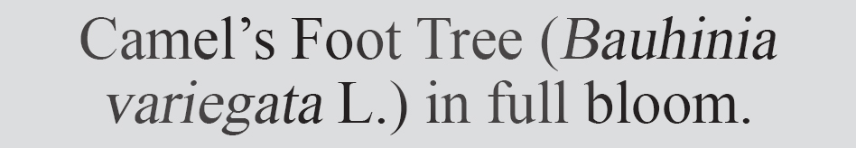 Text
