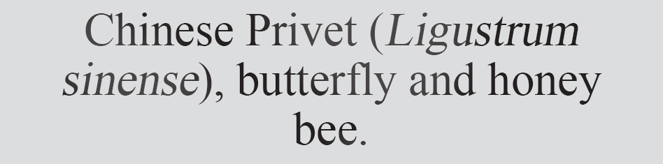 Text
