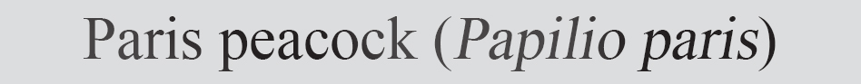Text