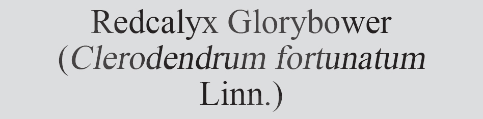 Text
