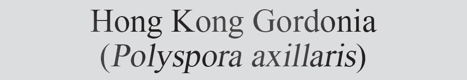 Text