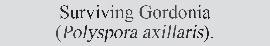 Text