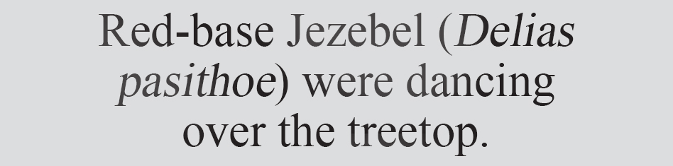 Text