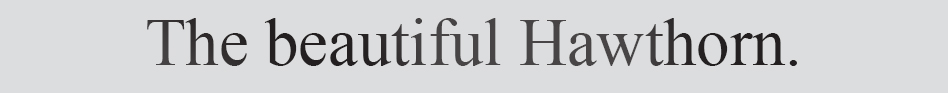 Text