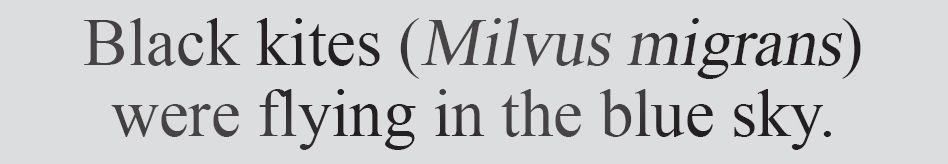 Text