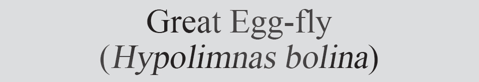 Text